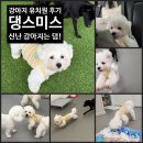 북대구 호연지기 태권도장 | [대구 강아지 유치원] 댕스미스 매일 다양한 프로그램과 커리큘럼 1일 1산책은 기본!