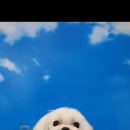 아띠그루밍 이미지