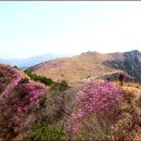 해파랑 산악회 15년 4월 정기산행공지 이미지