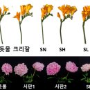 장미꽃화원 이미지