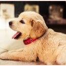 하얀강아지 이미지