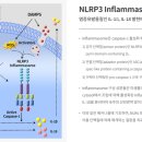 주식회사 퍼스트바이오 이미지