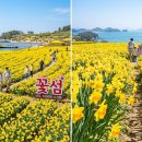 선도 | 신안 선도 수선화 축제, 수선화_1000만송이_보신적있나요?^^!!