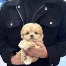 몽냥몽냥 강아지분양 일산점 이미지