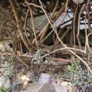 〔이준성의 필리핀 바기오 생활〕 1316. 필리핀, 별명으로 만나는 도시 이야기: '수도'와 '리틀'의 숨겨진 의미 이미지