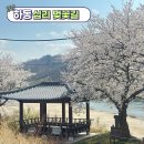 경남 하동 십리벚꽃길 화개장터 벚꽃 실시간 만개 주차장 추천