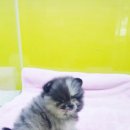 애기PC 이미지