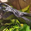 평화종묘사 이미지