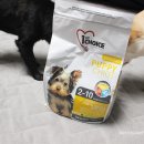 퍼피맘마 이미지