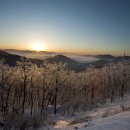 천상의 나무 이미지