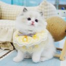 강남고양이분양 스타돌스 이미지