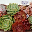 청주꽃집꽃대박 이미지