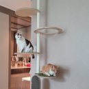 기억 2022 No | 가또블랑코 아이언 캣폴 고양이캣폴 중 No.1(3년 사용 후기)