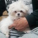 이쁘개(이동애견미용) 이미지