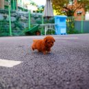 스타일독앤캣 강아지고양이 경기광주점 이미지