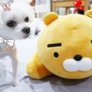 이쁜이세탁 이미지