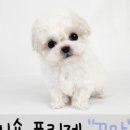 퍼피루미 이미지