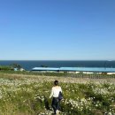 잎새다육 | 울산 슬도 댑싸리 팜파스 명소(주차, 위치정보)