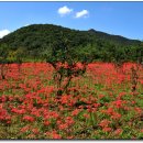 선운사꽃무릇 이미지