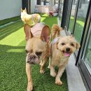 도기야드 이미지