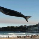 난다고래 이미지