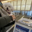 이도스테이 | 제주애견동반여행 애견동반숙소 쉼멍스테이 모슬포여행 구름이가 추천해요