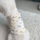 쁘띠그루밍 이미지