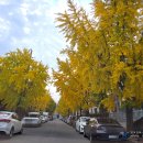 공단로가로수 이미지