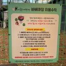 똥개애견 | [안면도애견펜션] 11. 3주 차. 시골 똥개 애견 펜션 후기ㅣ대형견 동반 가능