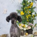 멍멍나래 이미지