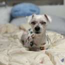 KRH동물병원 | 사지말고 입양하세요 / 유기견 입양 후 5개월, 일상 후기