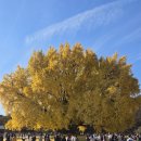 반계1리마을회관 | 원주 반계리 은행나무 방문 후기 | 주말 주차 전쟁 뚫고 본 황금빛 절정 (방문,주차 팁)