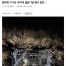 길고양이 잡아서 찬물 뿌리고 영하 5도 산에 방사하는 야옹이 갤러리 이미지