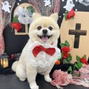 복실이네애견미용실 이미지