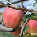 홍성군농업기술센터 이미지