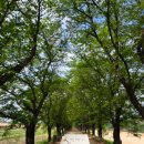 (주)나무컴퍼니아이엔씨 | 산청식당, 아차가, 도산서원, 예끼마을, 고향갈비, 하회마을, 안동소주, 위생찜닭, 396커피컴컴퍼니)