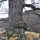 용문산 은행나무길(물소리길 6코스) 이미지