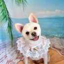 댕댕아야옹 이미지