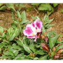 노루마당 이미지