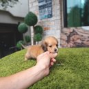 닥스훈트(DACHS HUND) 이미지