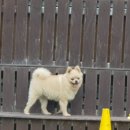 K9워킹독센터 이미지