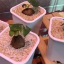 고우농장 이미지