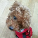 루이애견 이미지