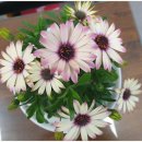 The채움공인중개사사무소 이미지