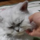 꼬리벼리 이미지