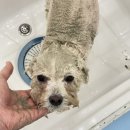 울산 제이앤독 애견샵 | 🐶 울산 중구 애견미용실 [오아오아(OA OA)] 찐 후기 💕