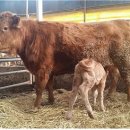 우량한우 이미지