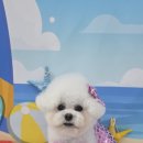 MUNG MOO 이미지
