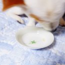 별이 펫푸드 이미지