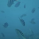 찐잼 | 괌 비키니아일랜드 투어 비키니섬 스노쿨링 찐잼 후기